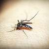 Mosquito West Nile Virus