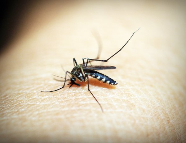 Mosquito West Nile Virus