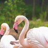 flamingo zoo