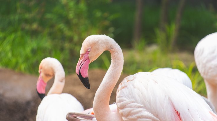 flamingo zoo