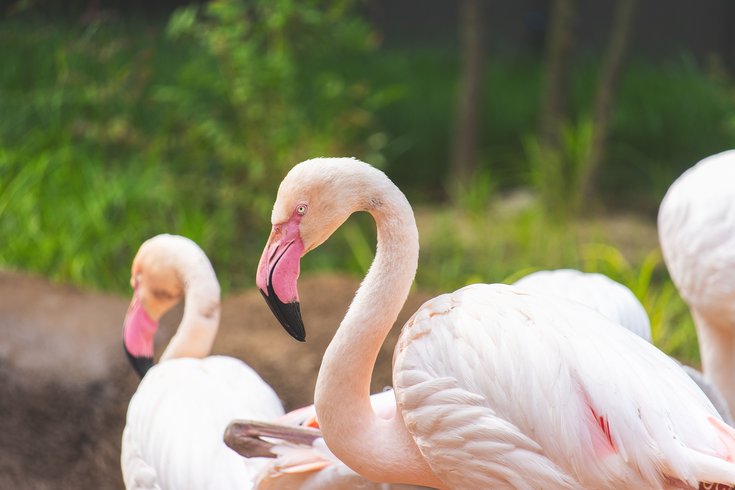 flamingo zoo