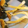 nj mushroom psilocybin
