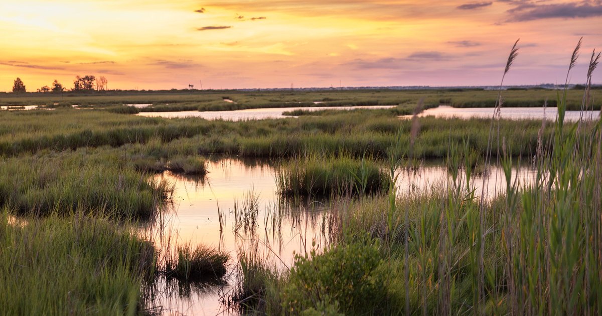 New Jersey's strict wetland protections could be a model as Trump administration rolls back rules