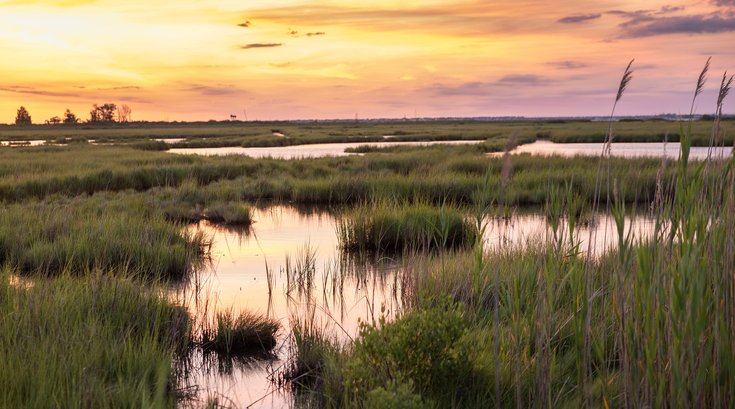 nj wetlands preservation