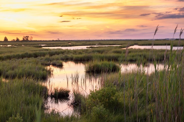 nj wetlands preservation