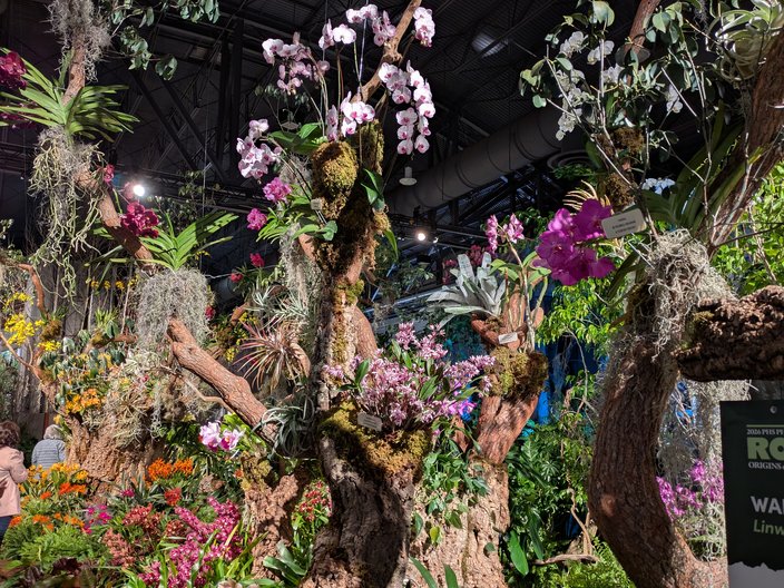 Orchids Flower Show 2026