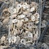 oyster shell LBI