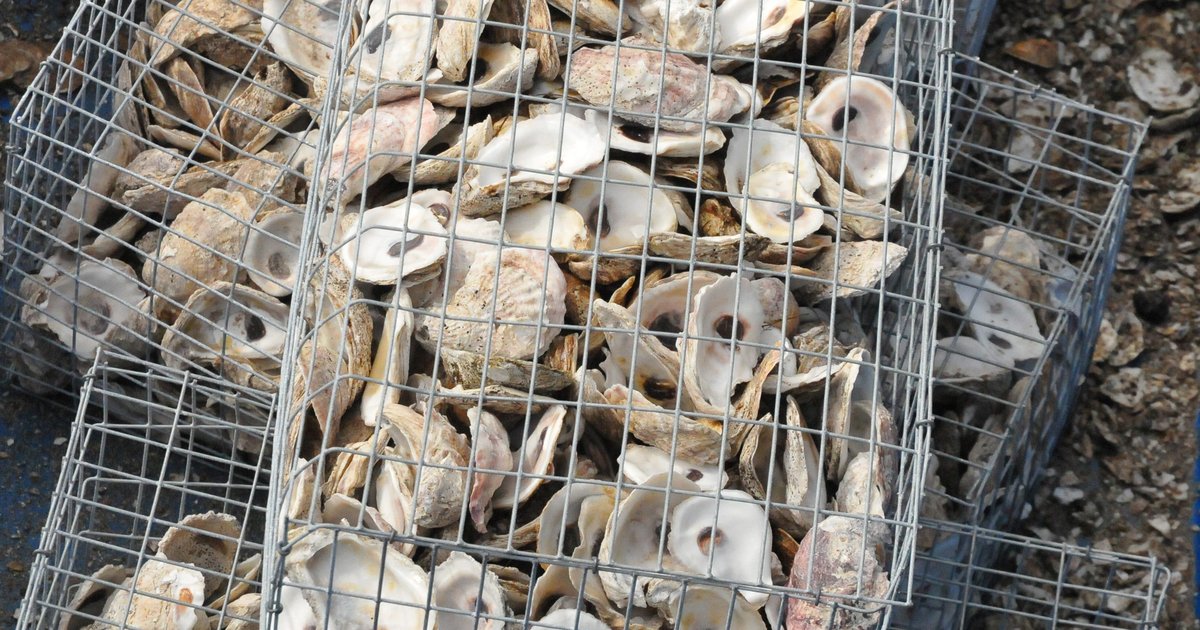 Recycled oyster shells become climate warriors in Jersey Shore town's coastal defense