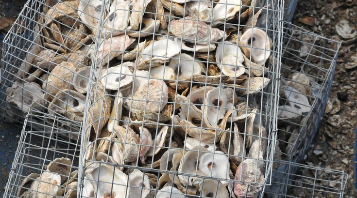 oyster shell LBI