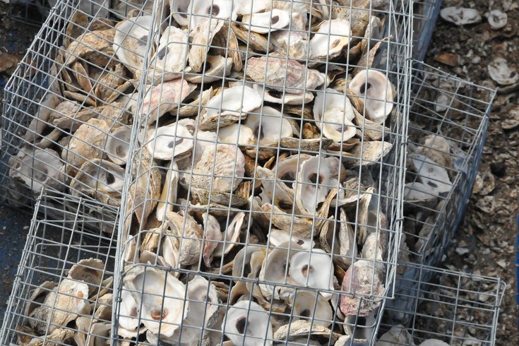 oyster shell LBI