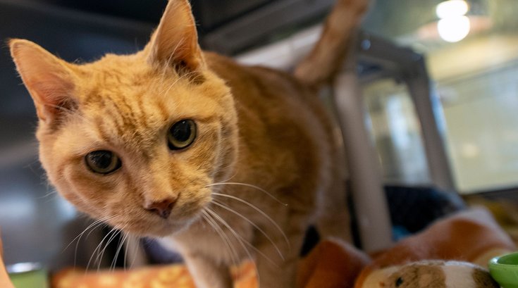 PA animal protection