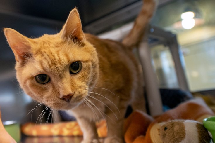 PA animal protection