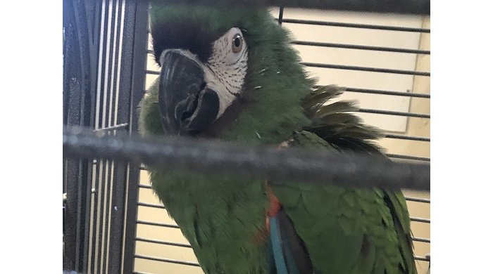 Parrot theft pennsylvania