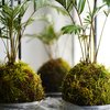 Kokedama Worshop