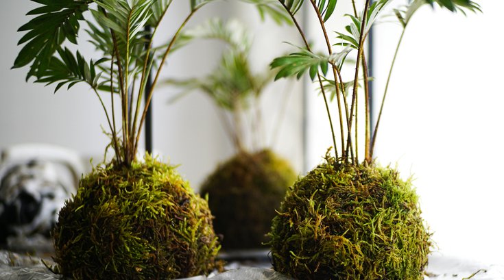 Kokedama Worshop