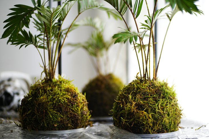 Kokedama Worshop