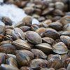 Cape May Clam Pearl