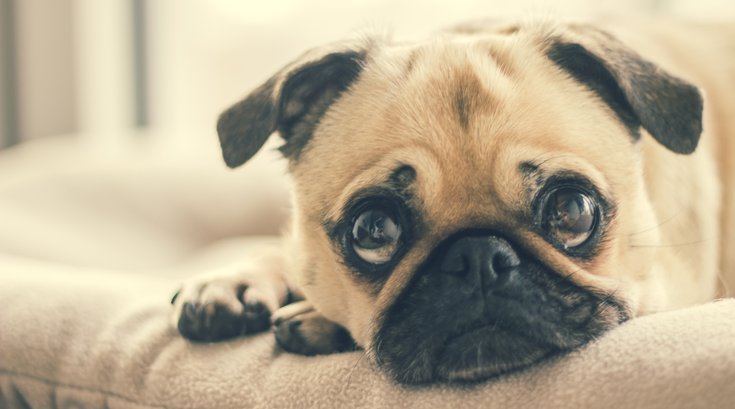 Sad Dog Stock Photo