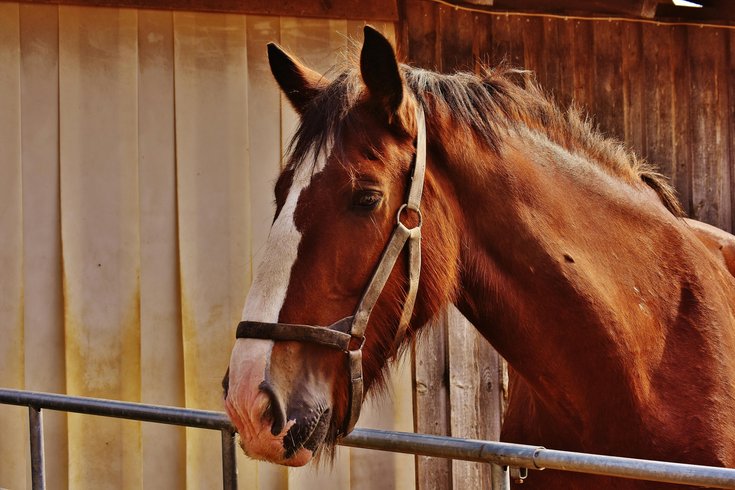Horse in a stable stock photo