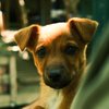 Pet - Free Microchipping Event