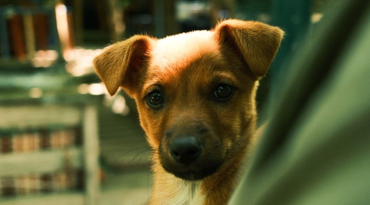 Pet - Free Microchipping Event