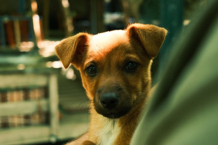 Pet - Free Microchipping Event