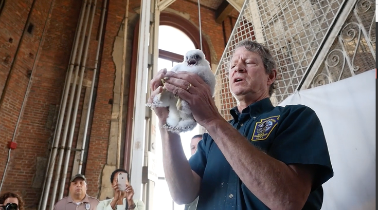 philly city hall peregrine falcons