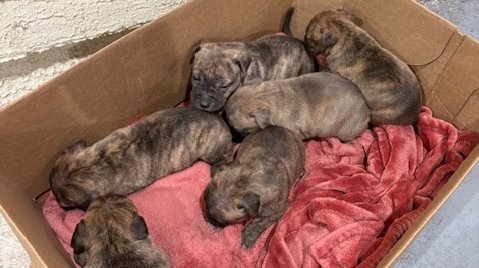 Puppies Parking Garage