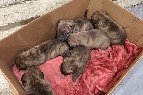 Puppies Parking Garage