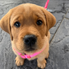 Pups for a Purpose at MudHen