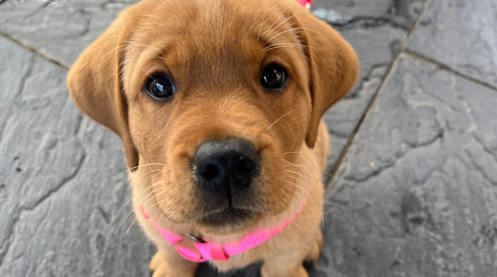 Pups for a Purpose at MudHen