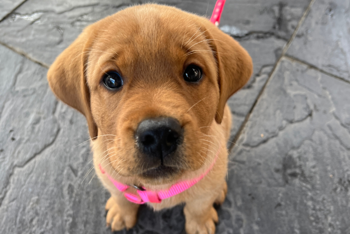 Pups for a Purpose at MudHen
