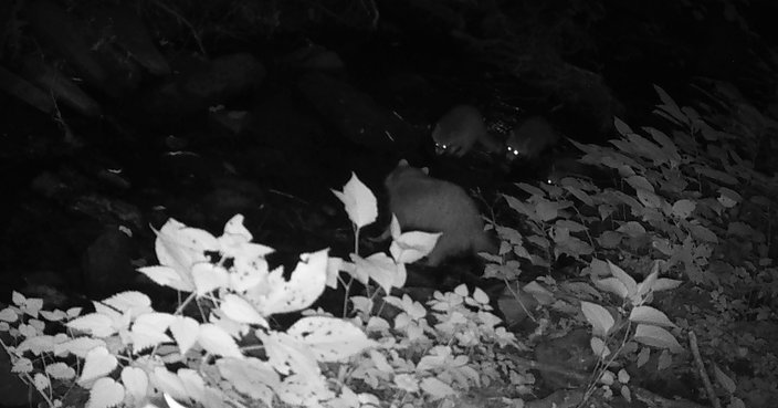 racoon family penn
