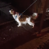 rat hunting torch.png