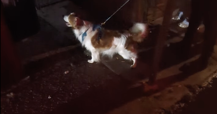 For a woman and her dog, rat hunting in Philly is about bonding, community and providing a public service