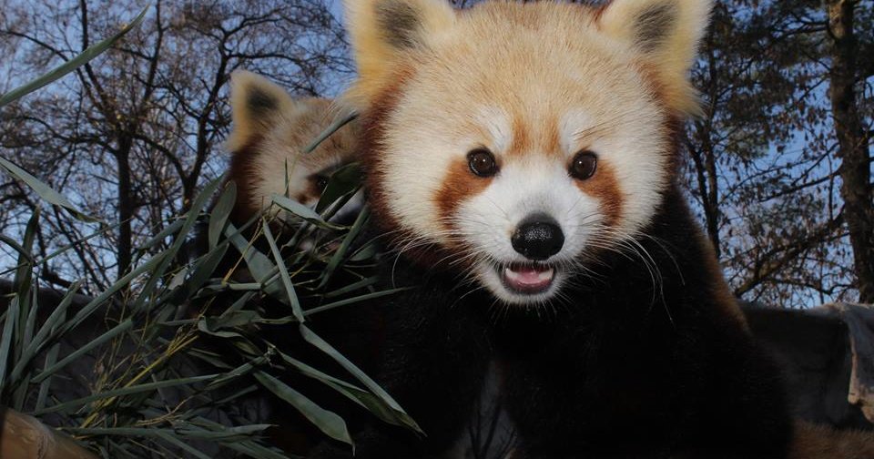 Tests reveal death of Norristown zoo's red panda caused by parasite ...