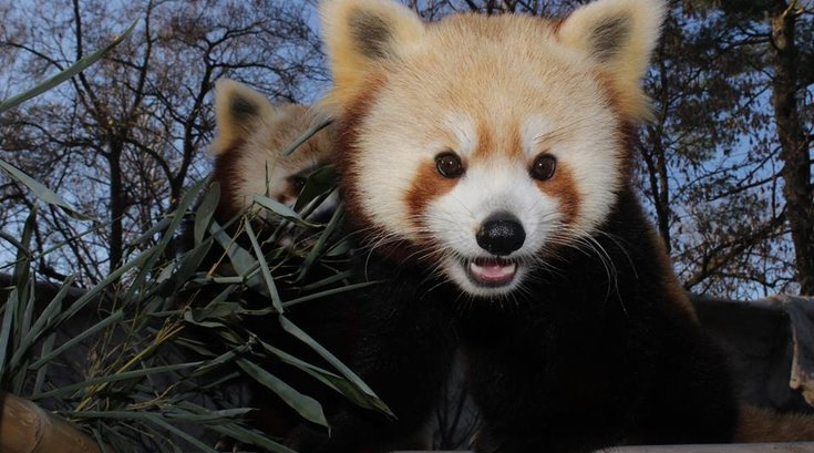 12042015_ElmwoodPanda