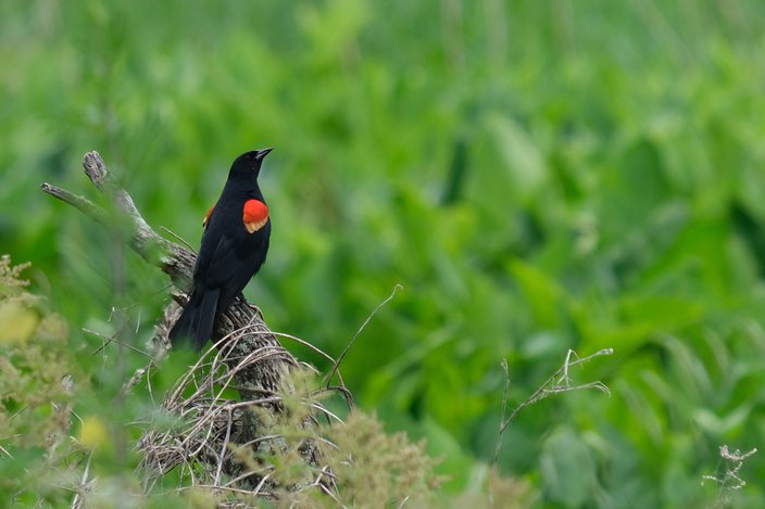 Limited -AWE Red-Winged Blackbird