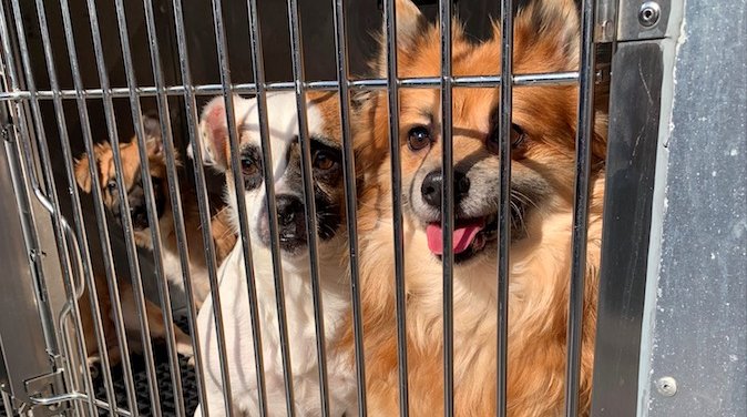 rescue puppies harrowgate pspca