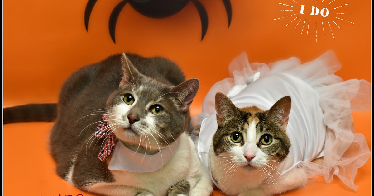 Rescue Us: Tink and Zoey | PhillyVoice