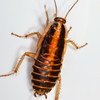 Stock Photo - Cockroach