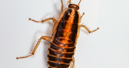 Stock Photo - Cockroach