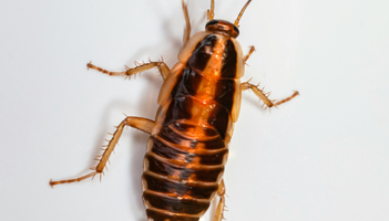 Stock Photo - Cockroach