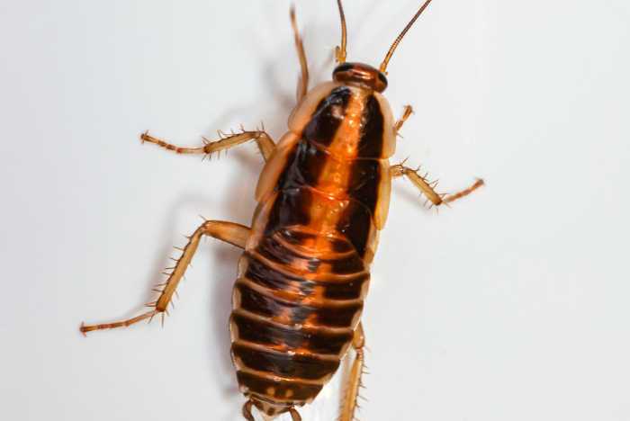 Stock Photo - Cockroach