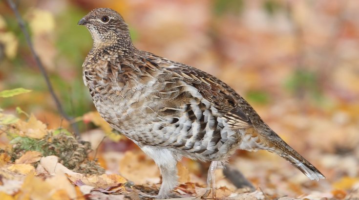 Ruffed grouse climate change
