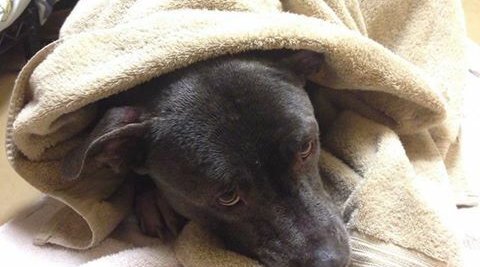 11232015_Louisianadog