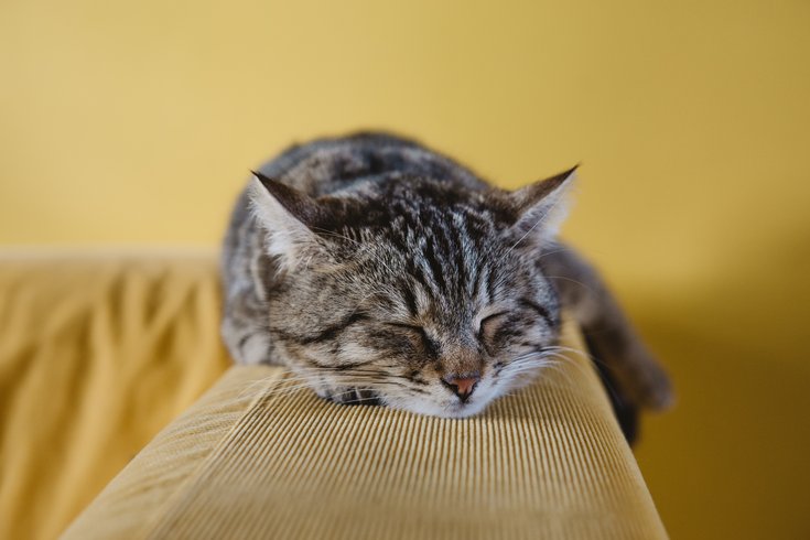 sleeping cat kitten 