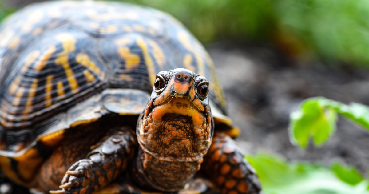 Salmonella outbreak linked to turtles sickens 26 people across 11 ...