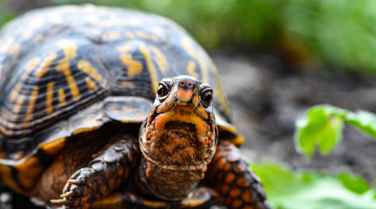 Turtles salmonella