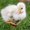 salmonella outbreak chicks 2020